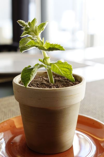 Herb growing in flower pot